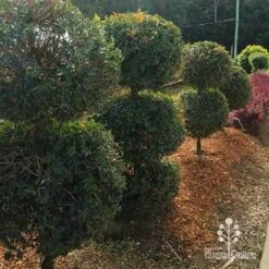 Syzygium Bush Christmas - Lilly Pilly 31 Syzygium Bush Christmas - Lilly Pilly -Bloom Field Shop apo bush christmas topiary balls