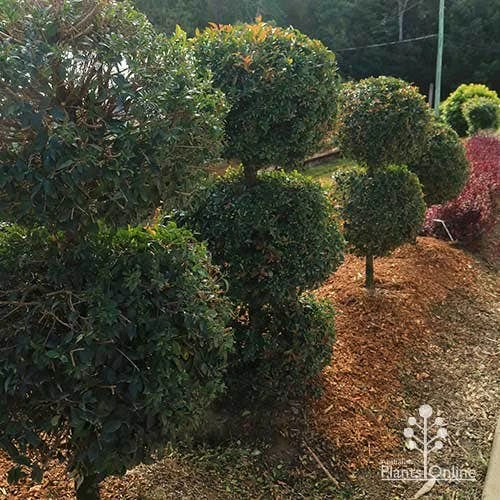 Syzygium Bush Christmas - Lilly Pilly 17 Syzygium Bush Christmas - Lilly Pilly - Image 15