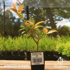 Syzygium Bush Christmas - Lilly Pilly 19 Syzygium Bush Christmas - Lilly Pilly -Bloom Field Shop apo bush christmas tubestock