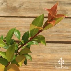 Syzygium Bush Christmas - Lilly Pilly 26 Syzygium Bush Christmas - Lilly Pilly -Bloom Field Shop apo bush christmas tubestock colour