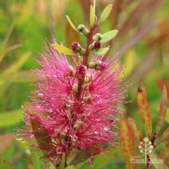 Callistemon Candy Burst 38 Callistemon Candy Burst -Bloom Field Shop apo callistemon candy burst autumn