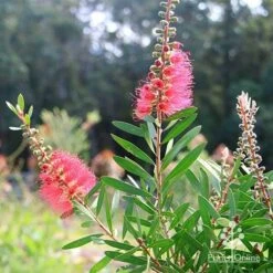Callistemon Candy Burst 41 Callistemon Candy Burst -Bloom Field Shop apo callistemon candy burst bush backlit