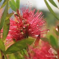 Callistemon Candy Burst 36 Callistemon Candy Burst -Bloom Field Shop apo callistemon candy burst dewdrop