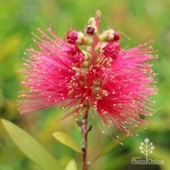 Callistemon Candy Burst 35 Callistemon Candy Burst -Bloom Field Shop apo callistemon candy burst flower