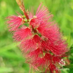 Callistemon Candy Burst 24 Callistemon Candy Burst -Bloom Field Shop apo callistemon candy burst flower colour