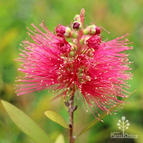 Callistemon Candy Burst 16 Callistemon Candy Burst - Image 14