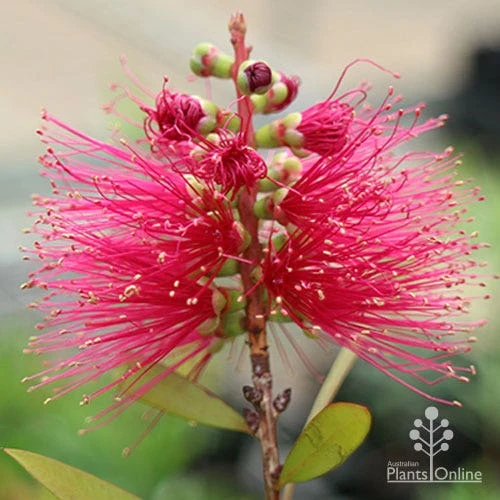 Callistemon Candy Burst 13 Callistemon Candy Burst - Image 11