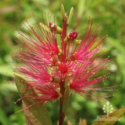 Callistemon Candy Burst 37 Callistemon Candy Burst -Bloom Field Shop apo callistemon candy burst flower 1