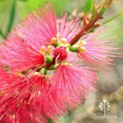 Callistemon Candy Burst 33 Callistemon Candy Burst -Bloom Field Shop apo callistemon candy burst flowerbud close