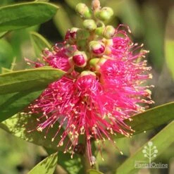 Callistemon Fluro Burst -Bloom Field Shop apo callistemon fluro burst ozbreed