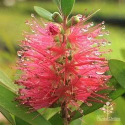Callistemon Fluro Burst -Bloom Field Shop apo callistemon fluro burst rain