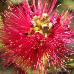 Callistemon Fluro Burst -Bloom Field Shop apo callistemon fluro burst top