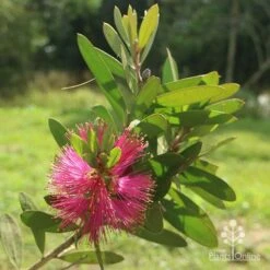 Callistemon Fluro Burst -Bloom Field Shop apo callistemon fluroburst flower leaf