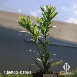 Callistemon Macarthur -Bloom Field Shop apo callistemon macarthur tubestock2