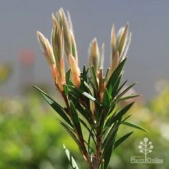 Callistemon Summer Days™ -Bloom Field Shop apo callistemon summer days new leaves