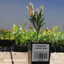 Callistemon Summer Days™ -Bloom Field Shop apo callistemon summer days tubestock 2