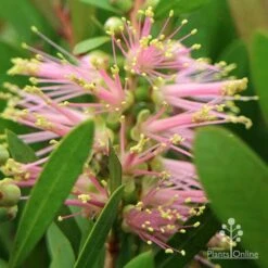 Callistemon Sweet Burst -Bloom Field Shop apo callistemon sweet burst close