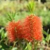 Callistemon Tangerine Dream -Bloom Field Shop apo callistemon tangerine dream