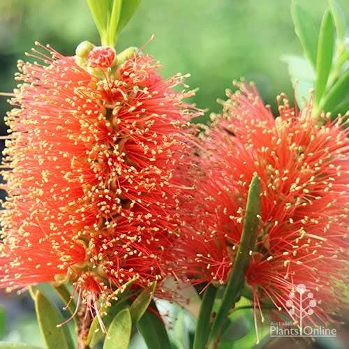 Callistemon Tangerine Dream 5 Callistemon Tangerine Dream - Image 3