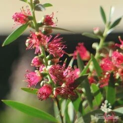 Callistemon Taree Pink -Bloom Field Shop apo callistemon taree pink close