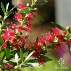 Callistemon Taree Pink -Bloom Field Shop apo callistemon taree pink close2
