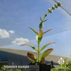 Crassula Campfire - Succulent 22 Crassula Campfire - Succulent -Bloom Field Shop apo campfire flowering green phase