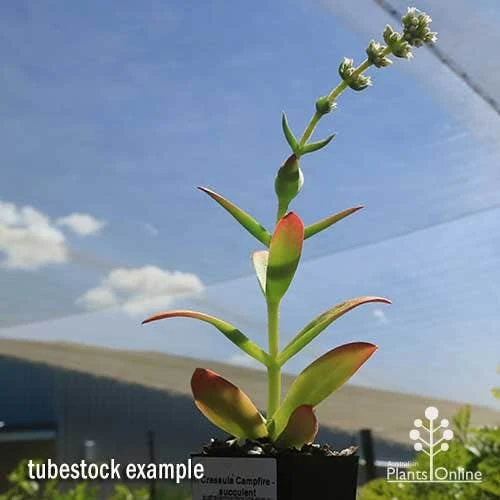 Crassula Campfire - Succulent 12 Crassula Campfire - Succulent - Image 10