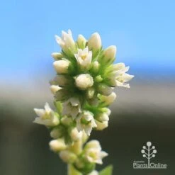 Crassula Campfire - Succulent 16 Crassula Campfire - Succulent -Bloom Field Shop apo campfire flowers closeup