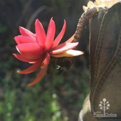 Crassula Campfire - Succulent 19 Crassula Campfire - Succulent -Bloom Field Shop apo campfire in boot