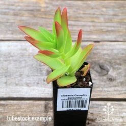 Crassula Campfire - Succulent 17 Crassula Campfire - Succulent -Bloom Field Shop apo campfire tubestock