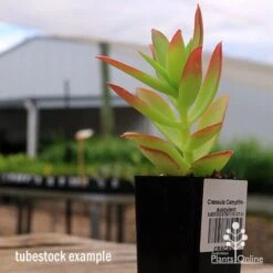 Crassula Campfire - Succulent 18 Crassula Campfire - Succulent -Bloom Field Shop apo campfire tubestock side