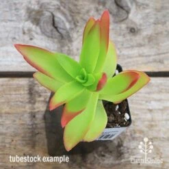 Crassula Campfire - Succulent 21 Crassula Campfire - Succulent -Bloom Field Shop apo campfire tubestock top