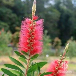 Callistemon Candy Burst 34 Callistemon Candy Burst -Bloom Field Shop apo candy burst callsitemon bush flower