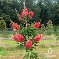 Callistemon Candy Burst 31 Callistemon Candy Burst -Bloom Field Shop apo candy burst callsitemon bush winter