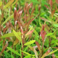 Callistemon Candy Burst 40 Callistemon Candy Burst -Bloom Field Shop apo candy burst leaf colour