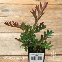 Grevillea Carpet Layer 14 Grevillea Carpet Layer -Bloom Field Shop apo carpet layer grevillea tubestock