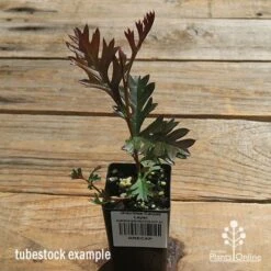 Grevillea Carpet Layer 21 Grevillea Carpet Layer -Bloom Field Shop apo carpet layer tubestock