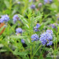 Ceanothus Blue Pacific - Californian Lilac -Bloom Field Shop apo ceanothus blue pacific