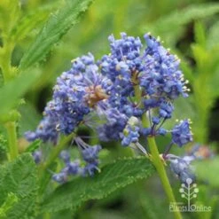 Ceanothus Blue Pacific - Californian Lilac -Bloom Field Shop apo ceanothus blue pacific close