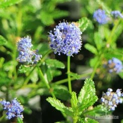 Ceanothus Blue Pacific - Californian Lilac -Bloom Field Shop apo ceanothus blue pacific flowers
