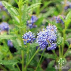 Ceanothus Blue Pacific - Californian Lilac -Bloom Field Shop apo ceanothus flowers close