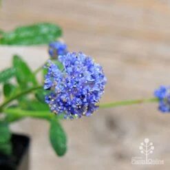 Ceanothus Blue Pacific - Californian Lilac -Bloom Field Shop apo ceanothus flowers close2