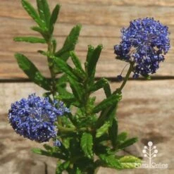 Ceanothus Blue Pacific - Californian Lilac -Bloom Field Shop apo ceanothus flowers closeup
