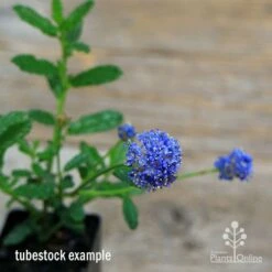Ceanothus Blue Pacific - Californian Lilac -Bloom Field Shop apo ceanothus tubestock in flower2