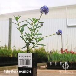 Ceanothus Blue Pacific - Californian Lilac -Bloom Field Shop apo ceanothus tubestock side