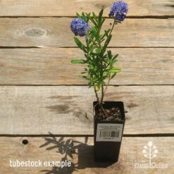 Ceanothus Blue Pacific - Californian Lilac -Bloom Field Shop apo ceanothus tubestock tall