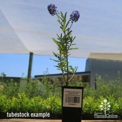Ceanothus Blue Pacific - Californian Lilac -Bloom Field Shop apo ceanothus tubestock tall2