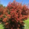 Ceratopetalum Alberys Red - Christmas Bush -Bloom Field Shop apo ceratopetalum alberys red flowering