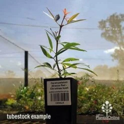Ceratopetalum Alberys Red - Christmas Bush -Bloom Field Shop apo ceratopetalum tubestock