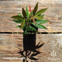 Ceratopetalum Shiraz - Christmas Bush -Bloom Field Shop apo ceratopetalum tubestock top